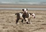 BOULEDOGUE AMERICAIN 257